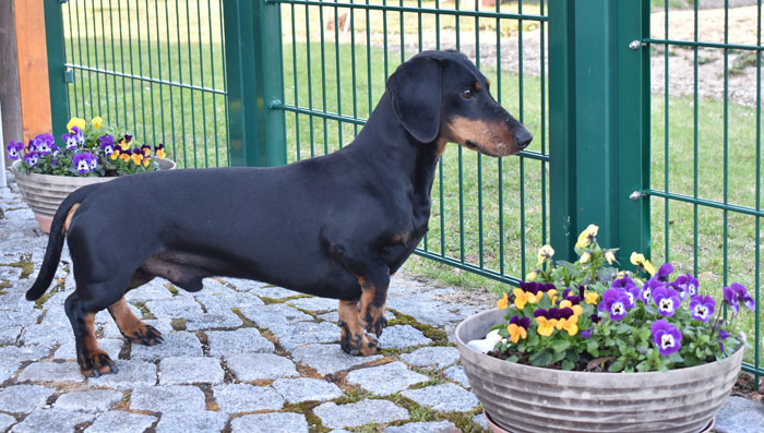 fredi von hinterhuetten stand