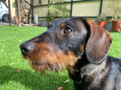 Aron vom Grundgraben - WD: 30.04.2022
