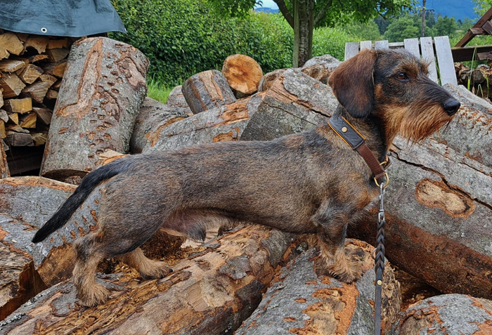 broesl vom dachsbart stand